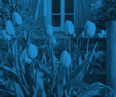 Ritter_LPimage_flowers
